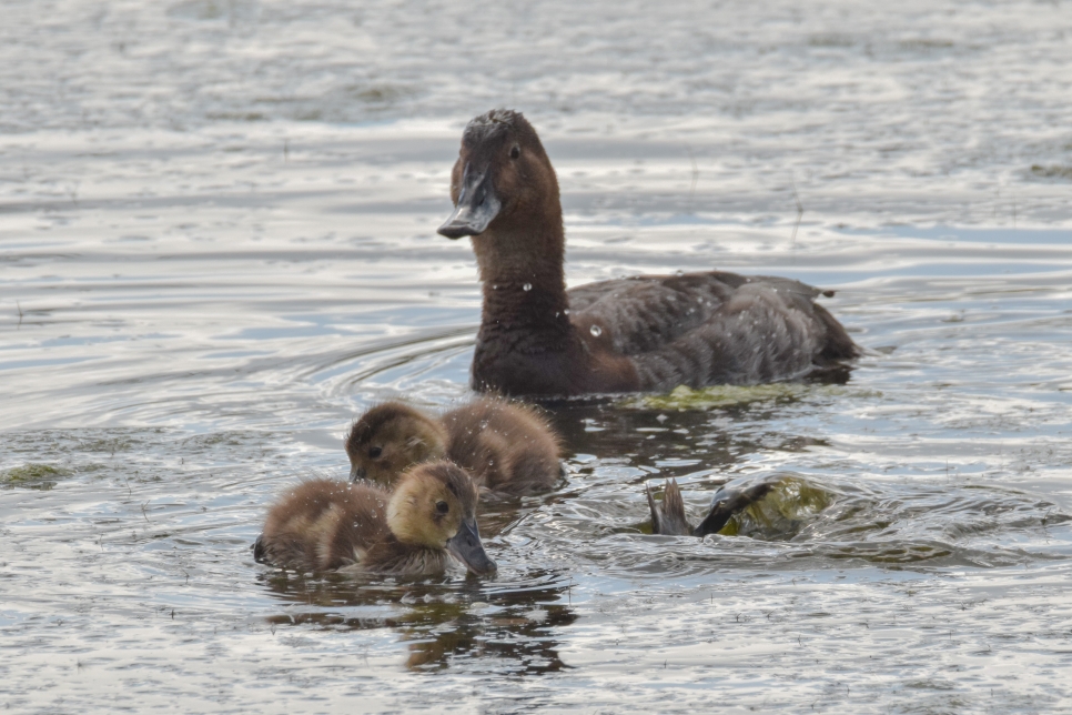 Recent Sightings 7th - 14th May